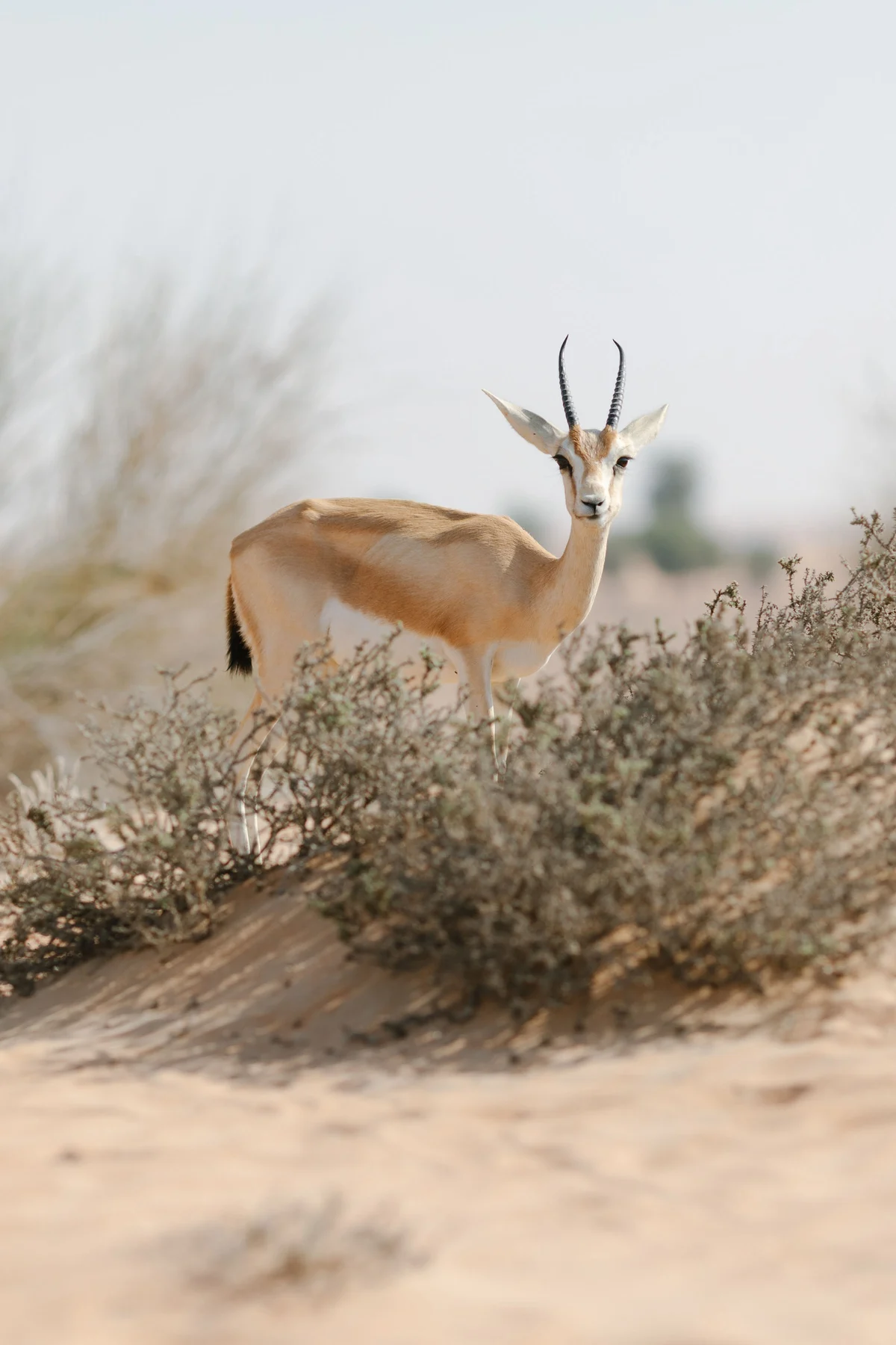 Arabian fairytale editorial at Al Maha Desert Resort, Dubai (2)