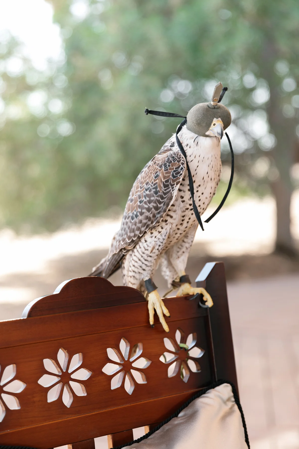 Arabian fairytale editorial at Al Maha Desert Resort, Dubai (20)